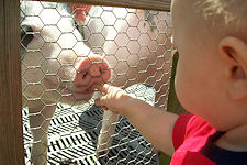 Cherry-Crest Farm - feeding pig